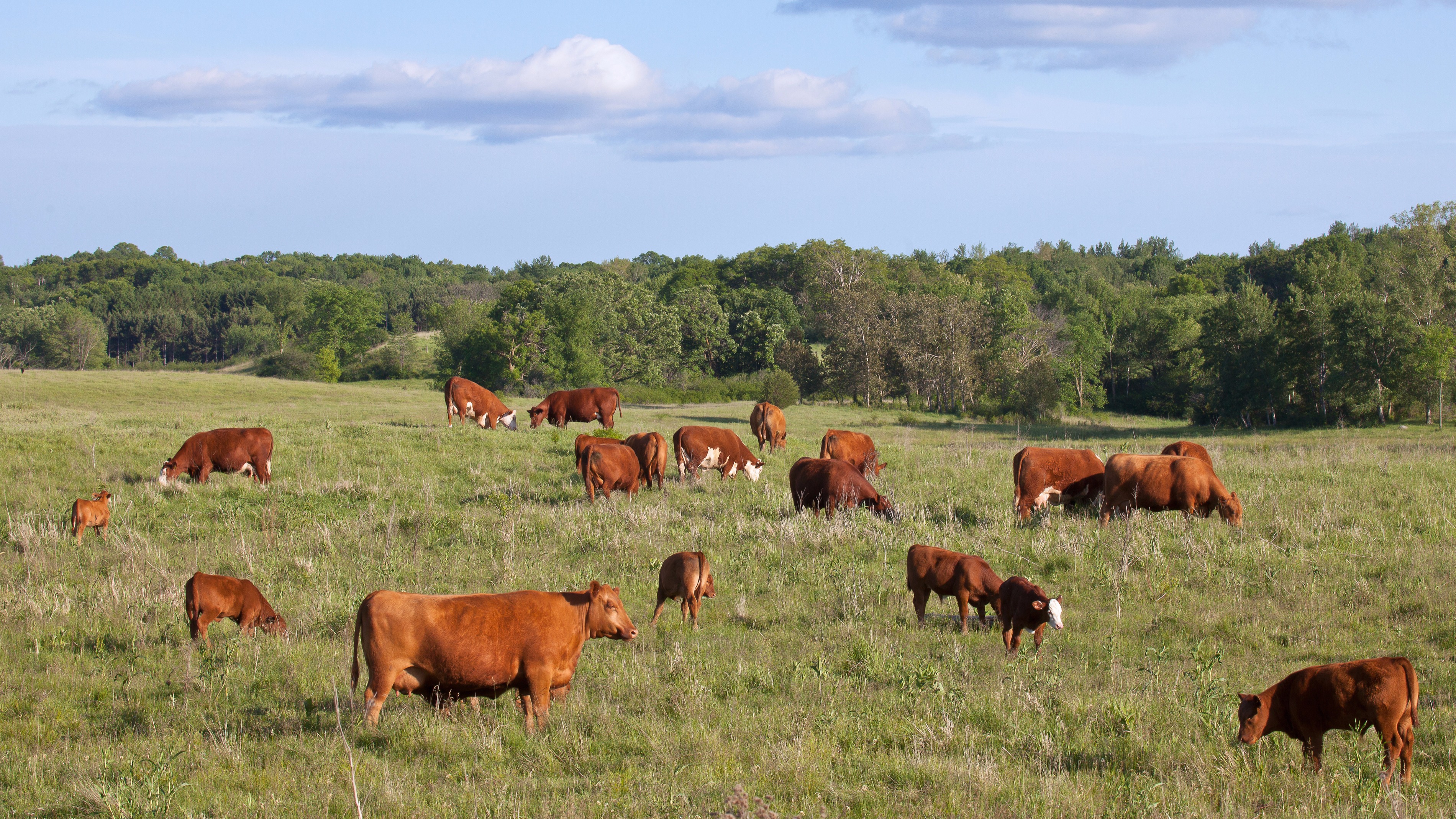 Waukon Equity Livestock - oadda3g