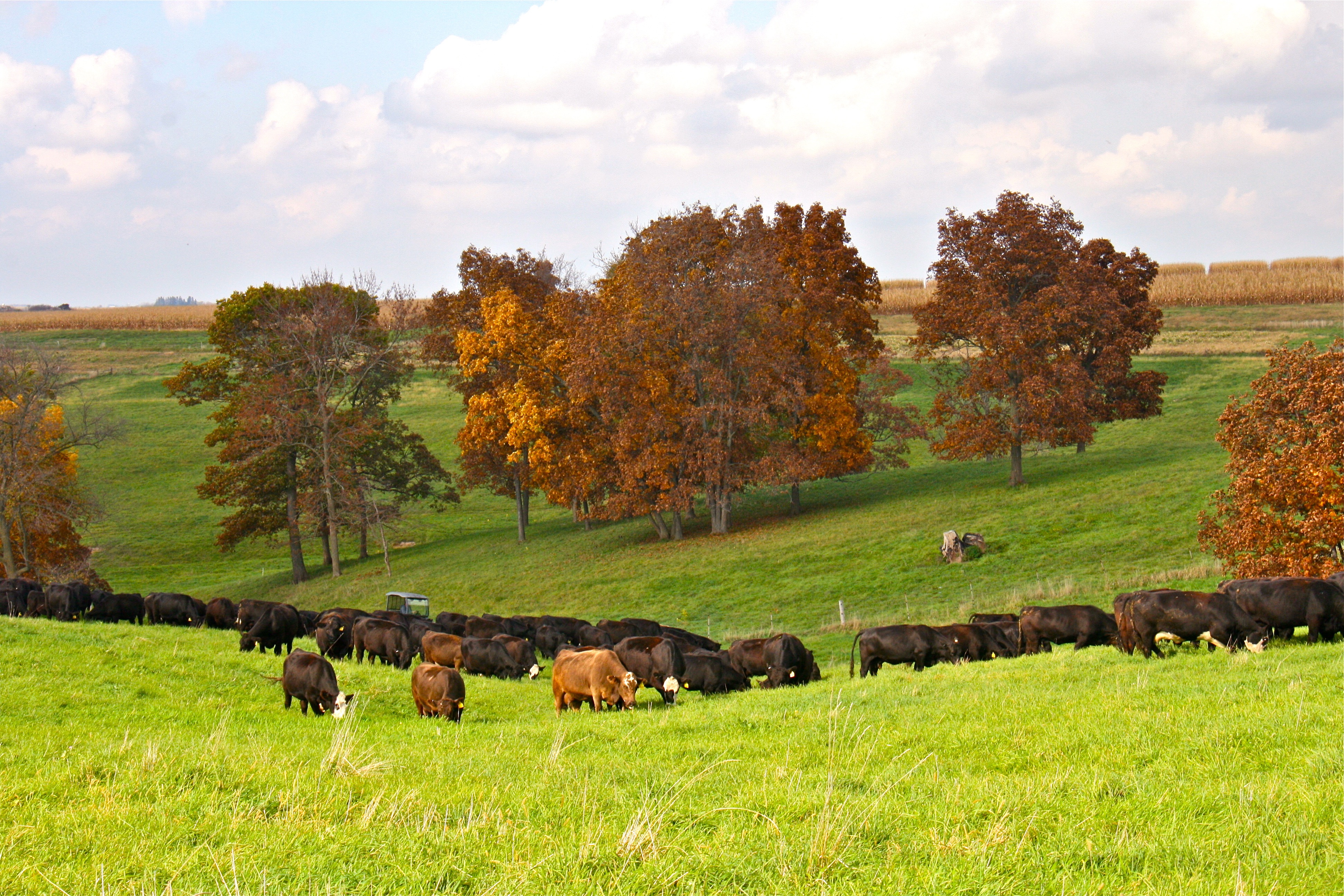 Beef Cattle Grazing Fall