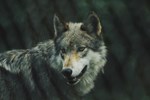 Gray Wolf